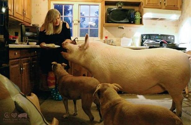 O casal Steve Jenkins e Derek Walter resolveu comprar um mini porco, porque queriam muito ter um pet para completar suas vidas em Ontário, no Canadá. Esther chegou com apenas seis meses e pesando 1,8 kg. A porquinha cresceria no máximo até 31 kg. Esther cresceu um 