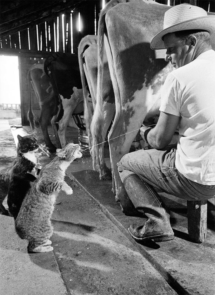 Fotos históricas para aquecer o coração