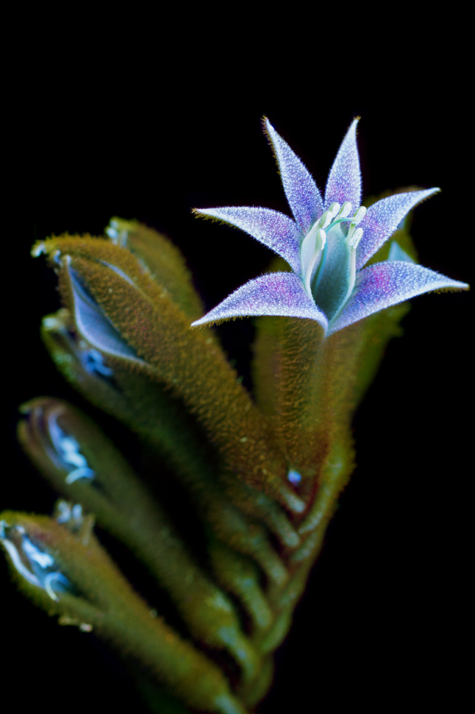 Fotógrafo faz imagens incríveis de flores fluorescentes com ultravioleta