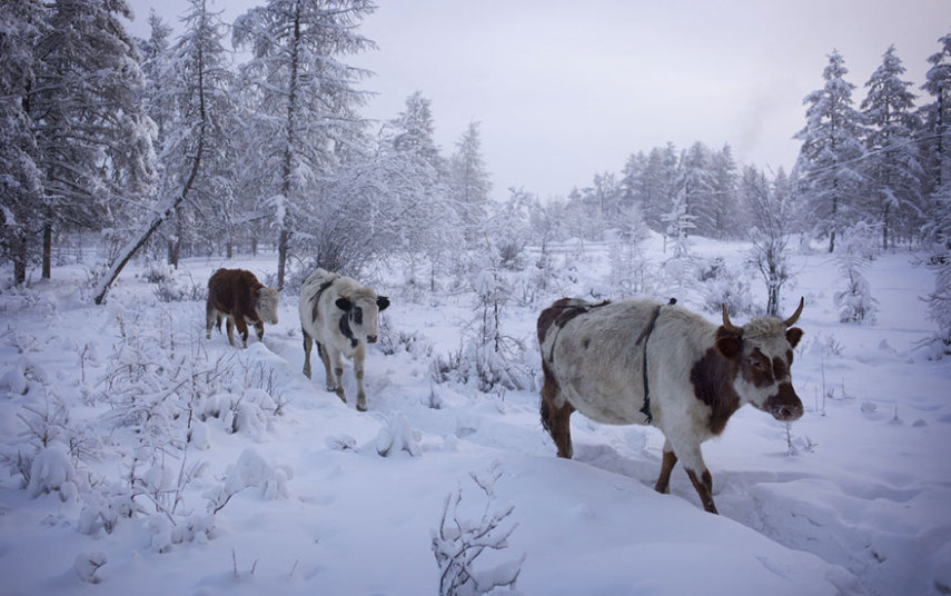 Oymyakon, Rússia, é o vilarejo mais frio da Terra. Geralmente, no mês de Janeiro, a média de temperatura fica por volta de -50º. O fotógrafo Amos Chapple decidiu fotografar o dia a dia por lá