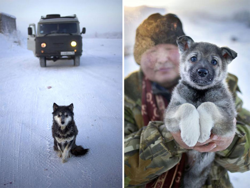 Oymyakon, Rússia, é o vilarejo mais frio da Terra. Geralmente, no mês de Janeiro, a média de temperatura fica por volta de -50º. O fotógrafo Amos Chapple decidiu fotografar o dia a dia por lá