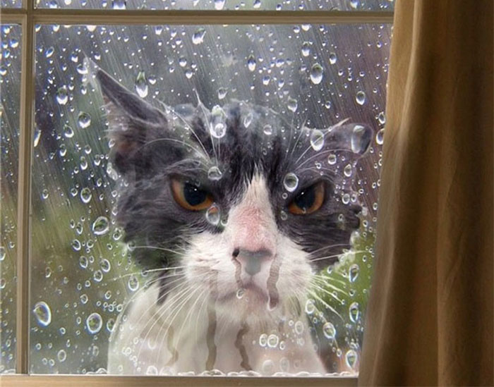 Os gatos mais bravos do mundo