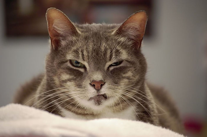 Esses felinos já estão por aqui das gracinhas de seus donos. Chega de fotos!