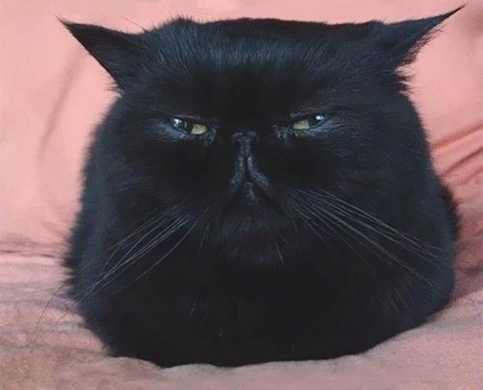 Os gatos mais bravos do mundo