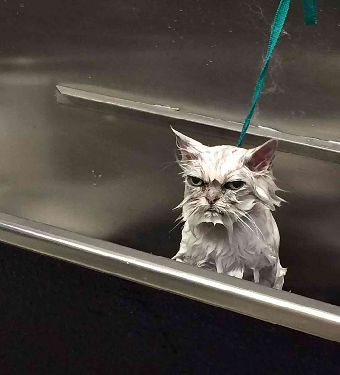 Os gatos mais bravos do mundo