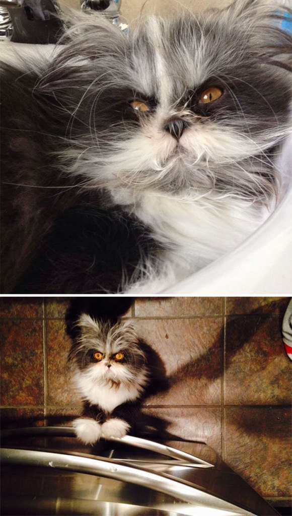 Os gatos mais bravos do mundo