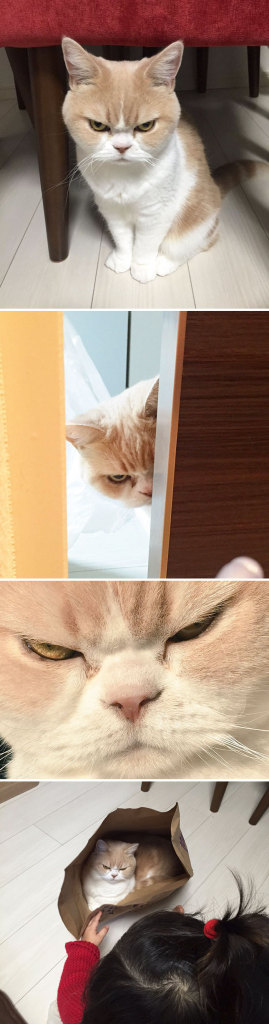 Os gatos mais bravos do mundo