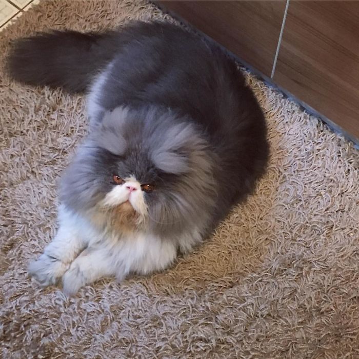 Os gatos mais bravos do mundo