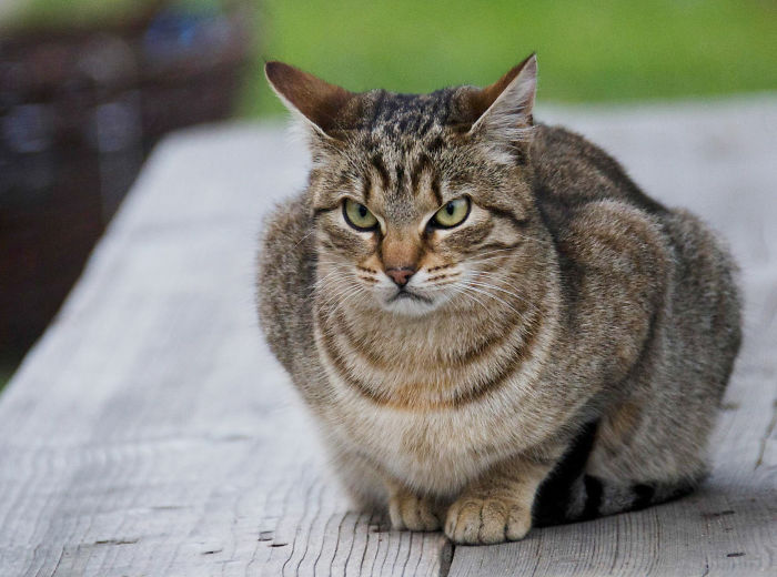 Os gatos mais bravos do mundo