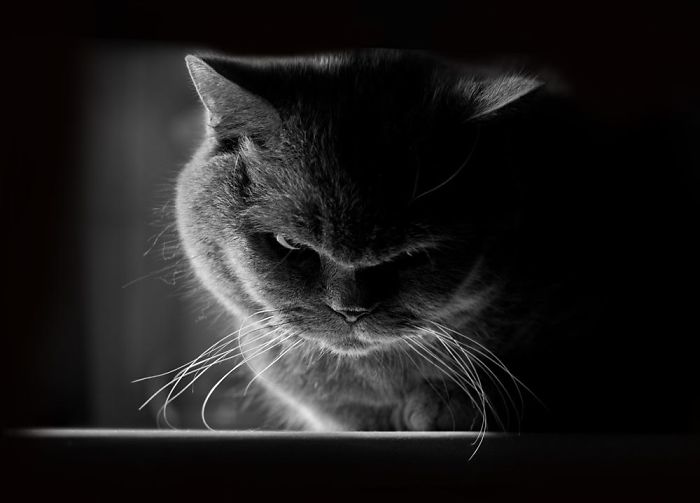 Os gatos mais bravos do mundo