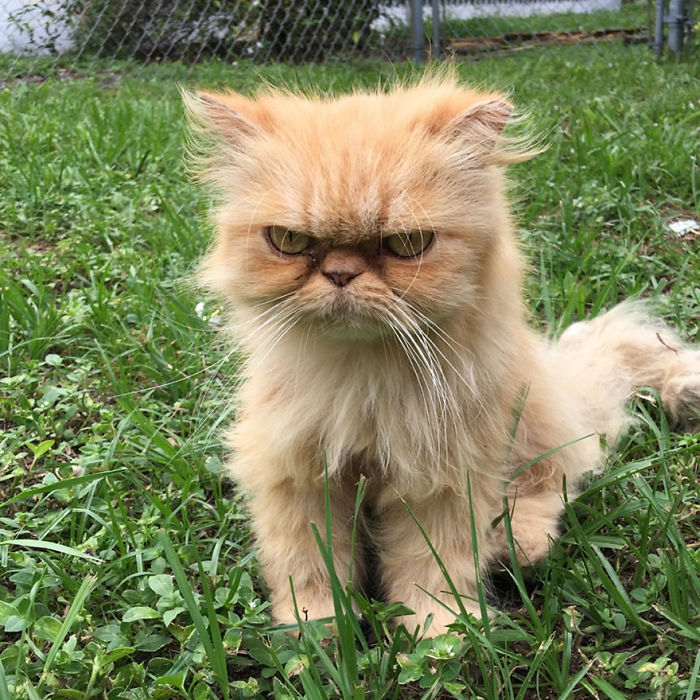 Os gatos mais bravos do mundo