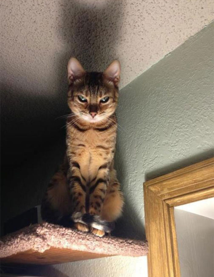 Os gatos mais bravos do mundo