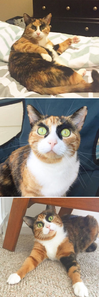Os gatos mais bravos do mundo