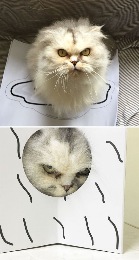 Os gatos mais bravos do mundo