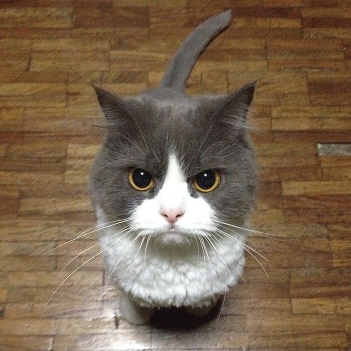 Os gatos mais bravos do mundo