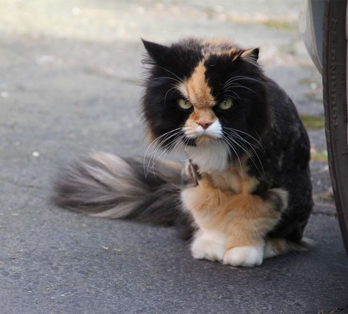 Os gatos mais bravos do mundo