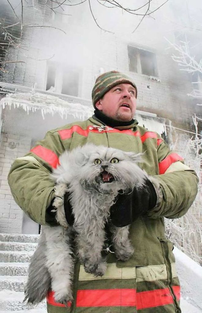 Os gatos mais bravos do mundo
