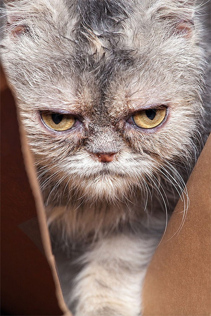 Os gatos mais bravos do mundo