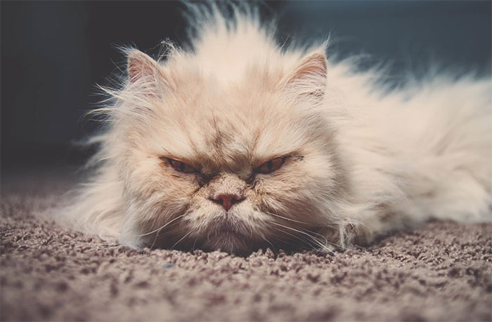 Os gatos mais bravos do mundo
