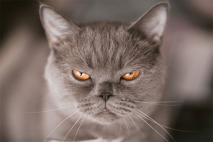 Os gatos mais bravos do mundo