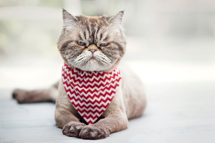 Os gatos mais bravos do mundo