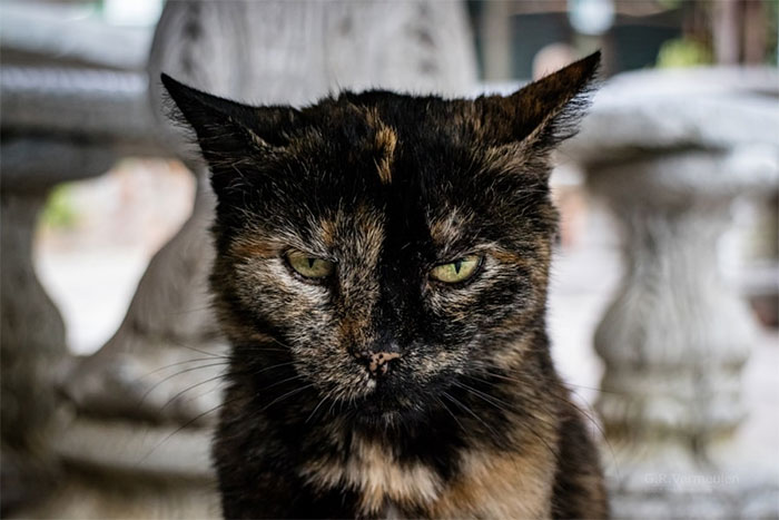 Esses felinos já estão por aqui das gracinhas de seus donos. Chega de fotos!