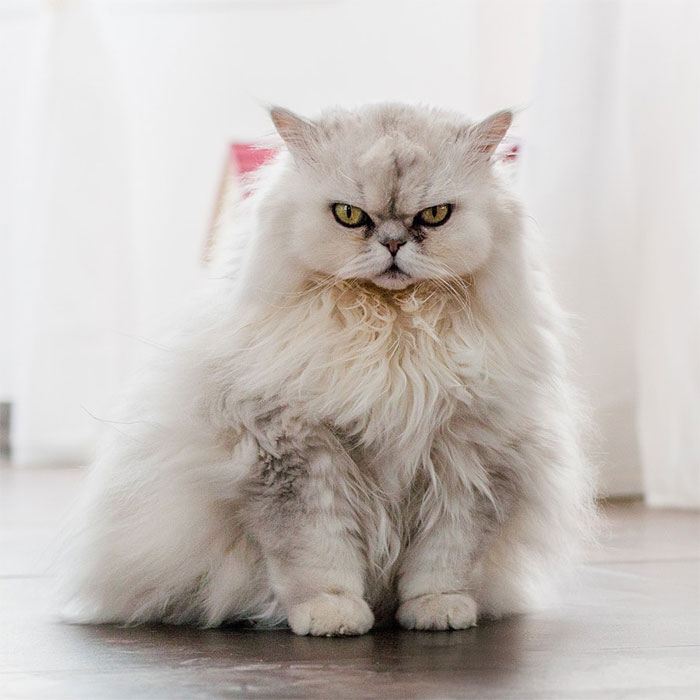 Os gatos mais bravos do mundo