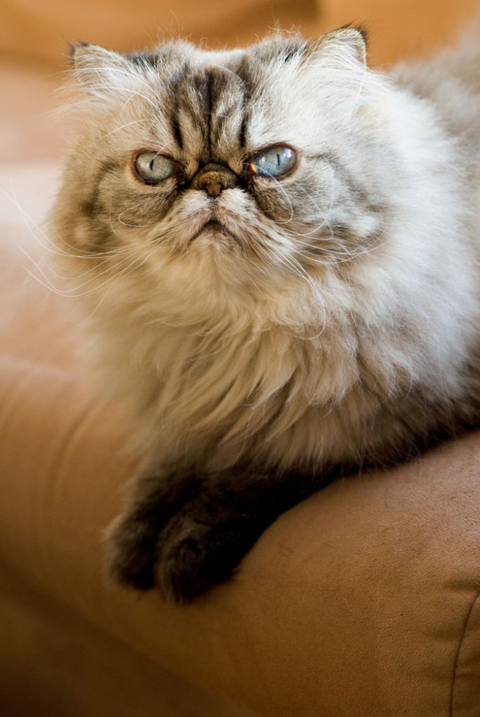 Os gatos mais bravos do mundo