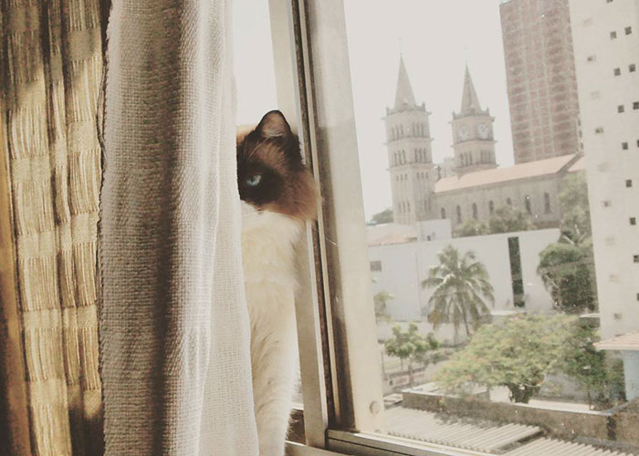 Os gatos mais bravos do mundo