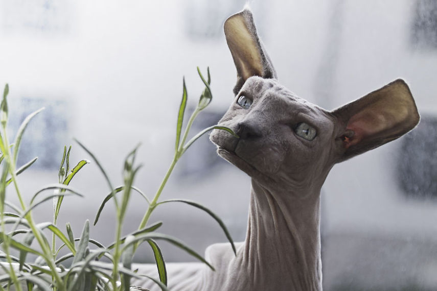 Aditya Aryanto criou série de imagens de animais deixando-os em formas cúbicas