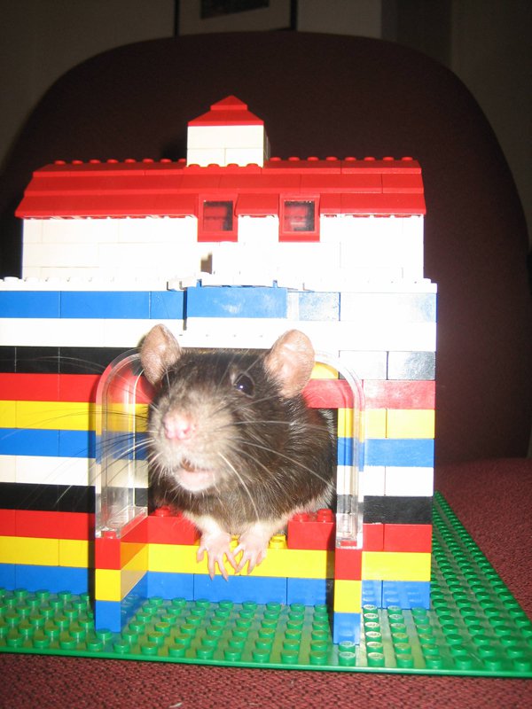 Casinha para animais de estimação