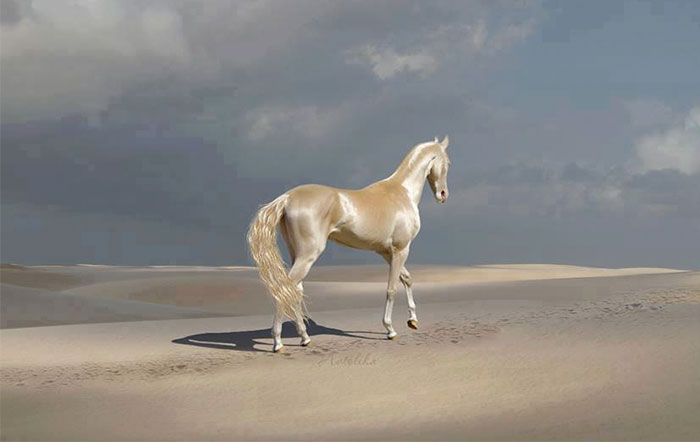 O pelo da raça de cavalos Akhal-Teke reflete a luz do sol dando a impressão de serem metálicos. Estes animais lindos surgiram na Ásia e existem apenas 1250 deles no mundo