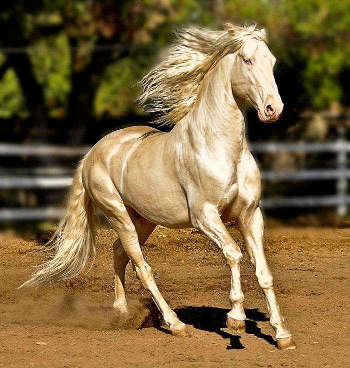 O pelo da raça de cavalos Akhal-Teke reflete a luz do sol dando a impressão de serem metálicos. Estes animais lindos surgiram na Ásia e existem apenas 1250 deles no mundo