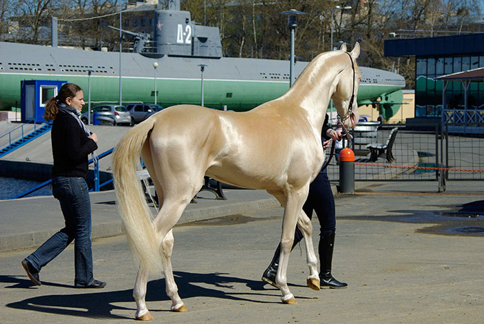 O pelo da raça de cavalos Akhal-Teke reflete a luz do sol dando a impressão de serem metálicos. Estes animais lindos surgiram na Ásia e existem apenas 1250 deles no mundo
