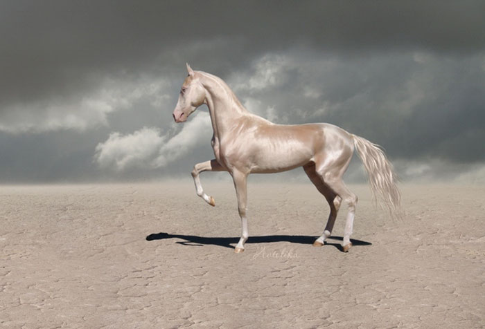 O pelo da raça de cavalos Akhal-Teke reflete a luz do sol dando a impressão de serem metálicos. Estes animais lindos surgiram na Ásia e existem apenas 1250 deles no mundo