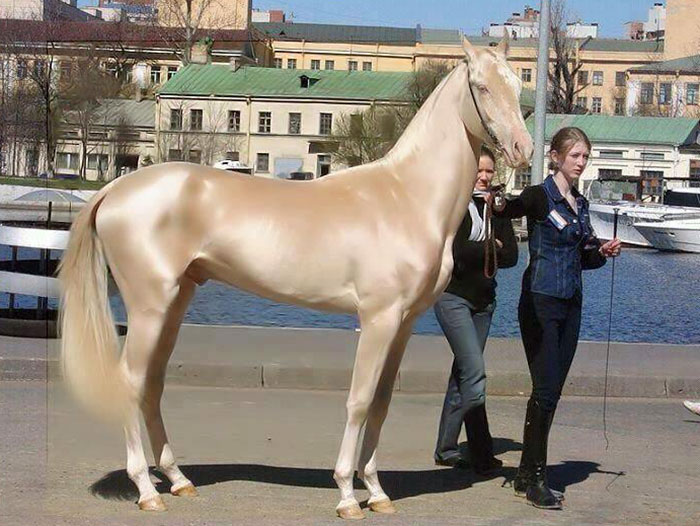 O pelo da raça de cavalos Akhal-Teke reflete a luz do sol dando a impressão de serem metálicos. Estes animais lindos surgiram na Ásia e existem apenas 1250 deles no mundo