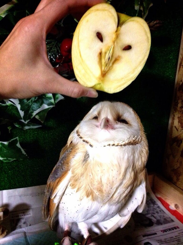 É uma bicho? Uma pessoa? Pior: este alimento está tentando se comunicar comigo? Formatos divertidos dão vida a frutas e vegetais do cotidiano