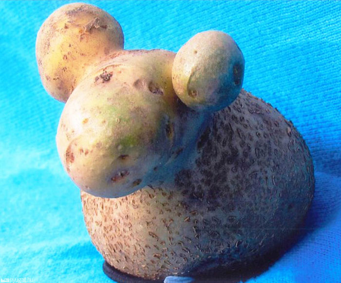 É uma bicho? Uma pessoa? Pior: este alimento está tentando se comunicar comigo? Formatos divertidos dão vida a frutas e vegetais do cotidiano