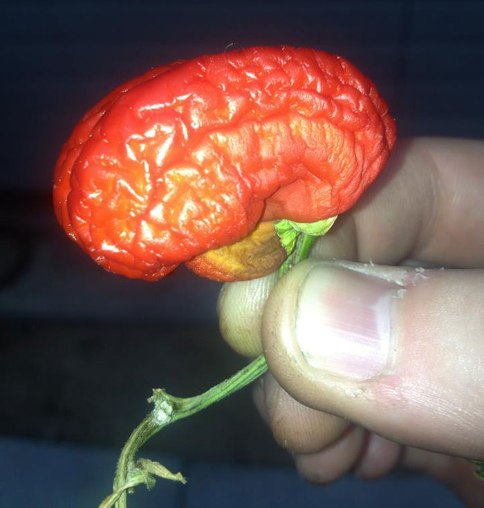 É uma bicho? Uma pessoa? Pior: este alimento está tentando se comunicar comigo? Formatos divertidos dão vida a frutas e vegetais do cotidiano