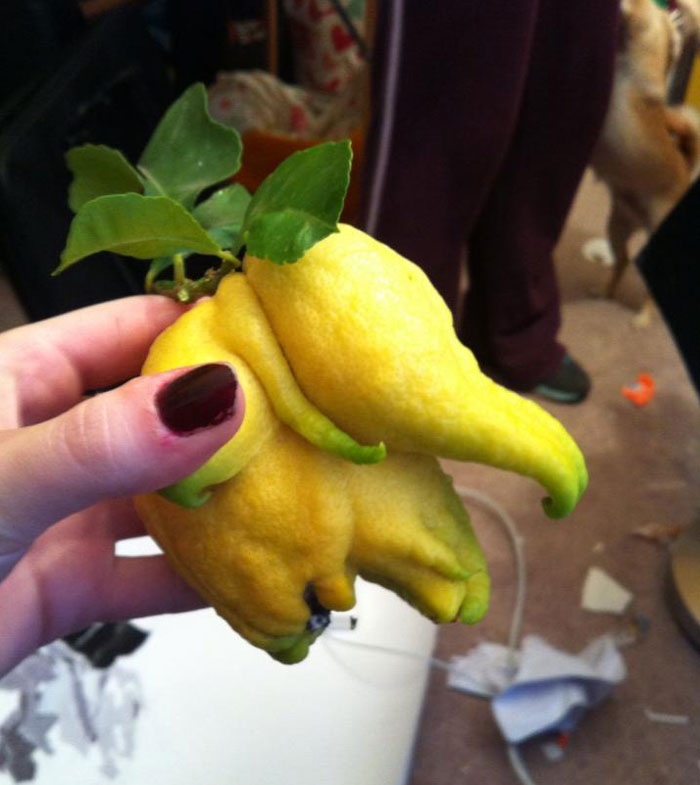 É uma bicho? Uma pessoa? Pior: este alimento está tentando se comunicar comigo? Formatos divertidos dão vida a frutas e vegetais do cotidiano