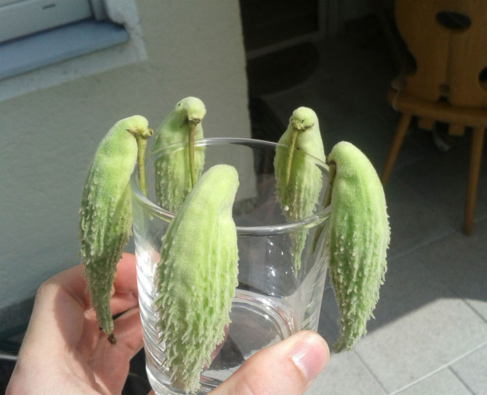 É uma bicho? Uma pessoa? Pior: este alimento está tentando se comunicar comigo? Formatos divertidos dão vida a frutas e vegetais do cotidiano