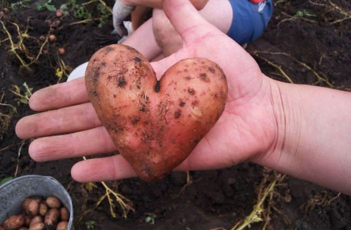 É uma bicho? Uma pessoa? Pior: este alimento está tentando se comunicar comigo? Formatos divertidos dão vida a frutas e vegetais do cotidiano