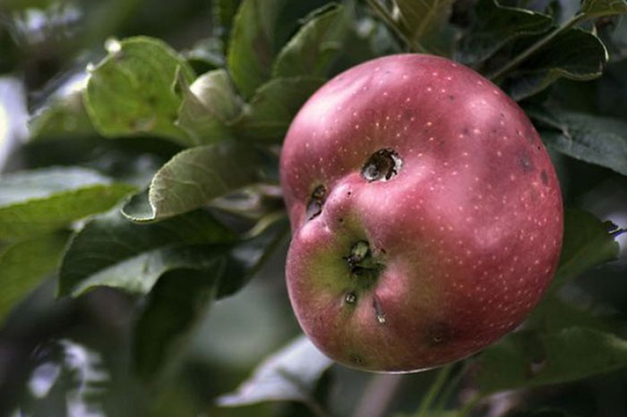 É uma bicho? Uma pessoa? Pior: este alimento está tentando se comunicar comigo? Formatos divertidos dão vida a frutas e vegetais do cotidiano