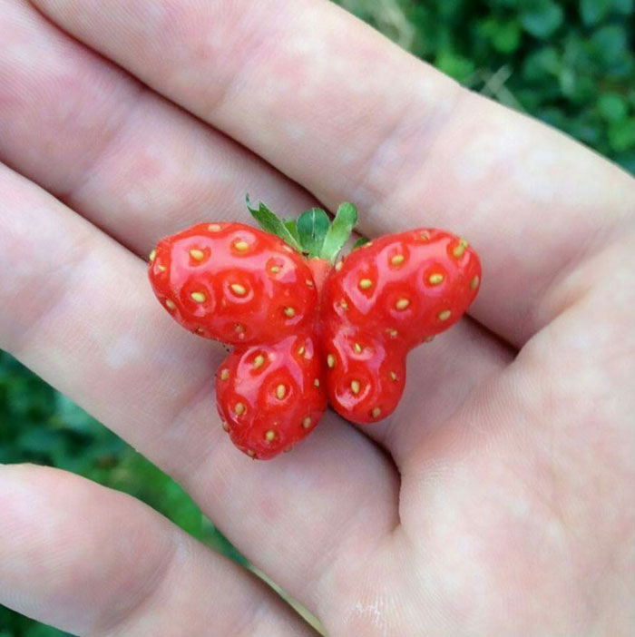 É uma bicho? Uma pessoa? Pior: este alimento está tentando se comunicar comigo? Formatos divertidos dão vida a frutas e vegetais do cotidiano