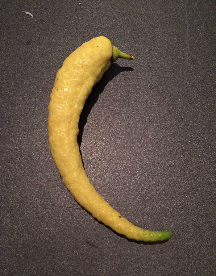É uma bicho? Uma pessoa? Pior: este alimento está tentando se comunicar comigo? Formatos divertidos dão vida a frutas e vegetais do cotidiano