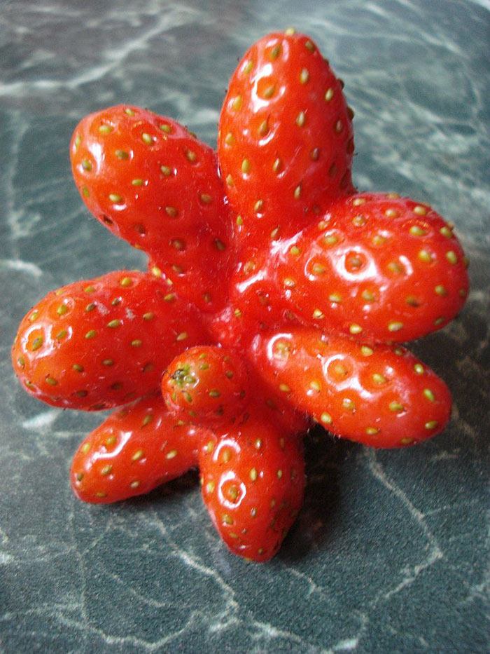 É uma bicho? Uma pessoa? Pior: este alimento está tentando se comunicar comigo? Formatos divertidos dão vida a frutas e vegetais do cotidiano