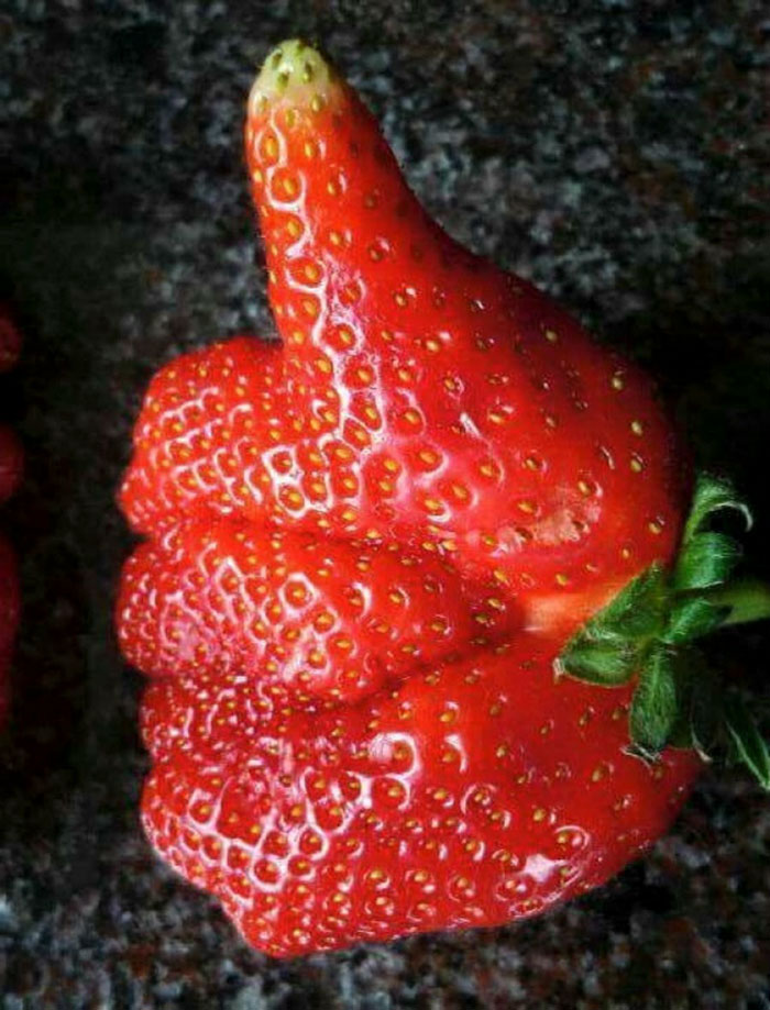 É uma bicho? Uma pessoa? Pior: este alimento está tentando se comunicar comigo? Formatos divertidos dão vida a frutas e vegetais do cotidiano