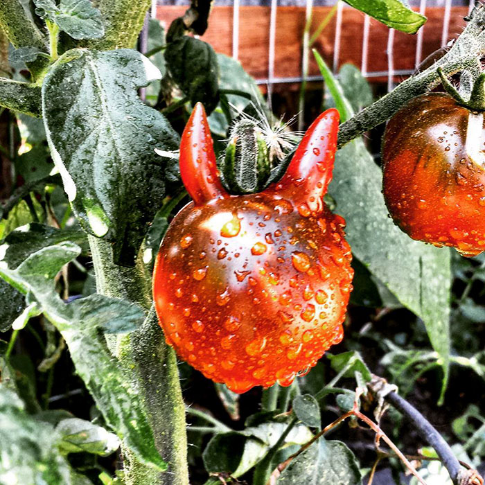É uma bicho? Uma pessoa? Pior: este alimento está tentando se comunicar comigo? Formatos divertidos dão vida a frutas e vegetais do cotidiano