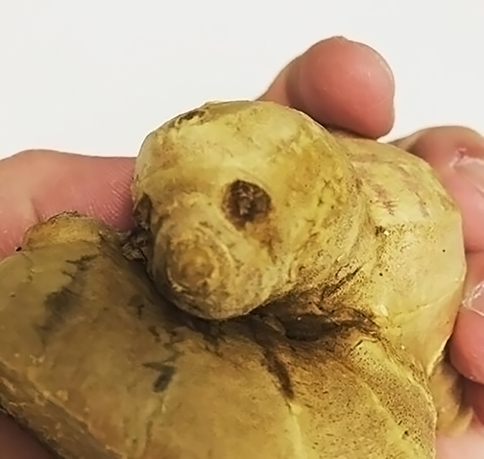 É uma bicho? Uma pessoa? Pior: este alimento está tentando se comunicar comigo? Formatos divertidos dão vida a frutas e vegetais do cotidiano