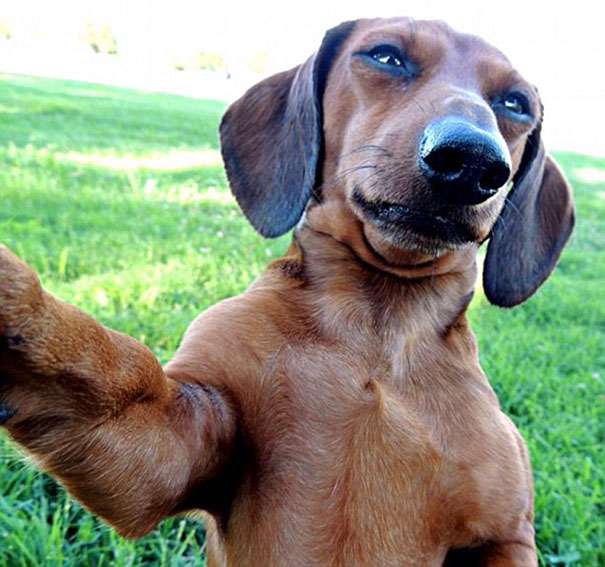 Fotos que parecem autorretratos de bicho